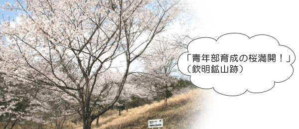 青年部育成の桜写真